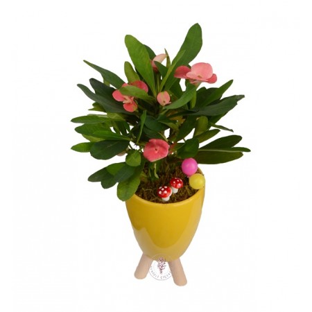 Saksıda Dikenler Tacı (Euphorbia Milii)
